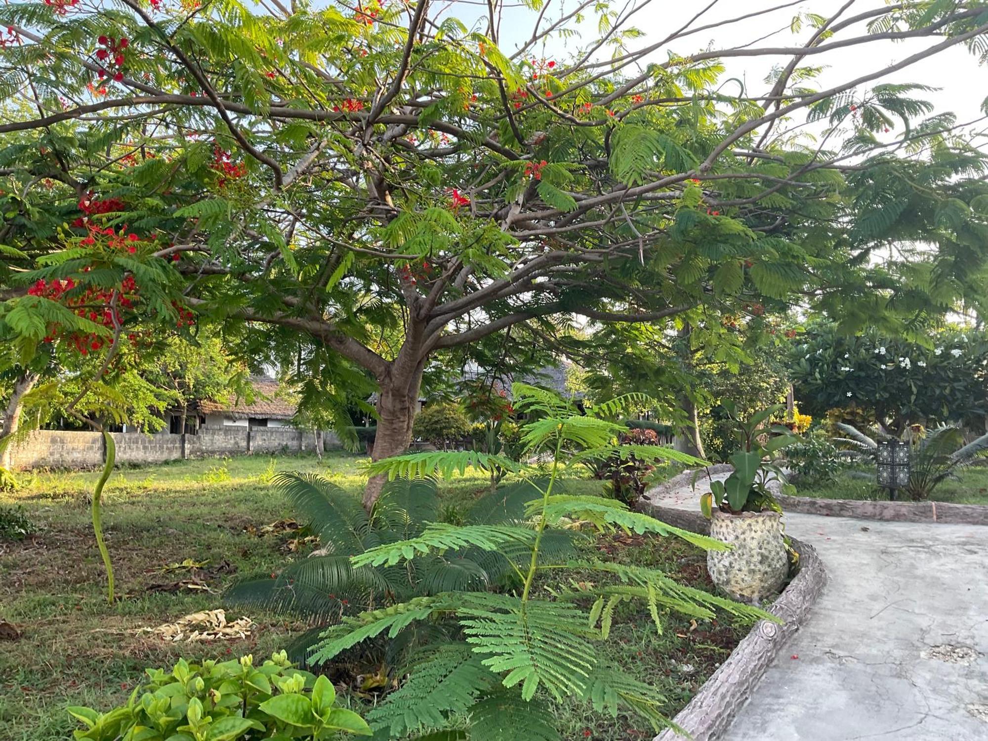 Zanzi Rest Bungalow Nungwi Kültér fotó