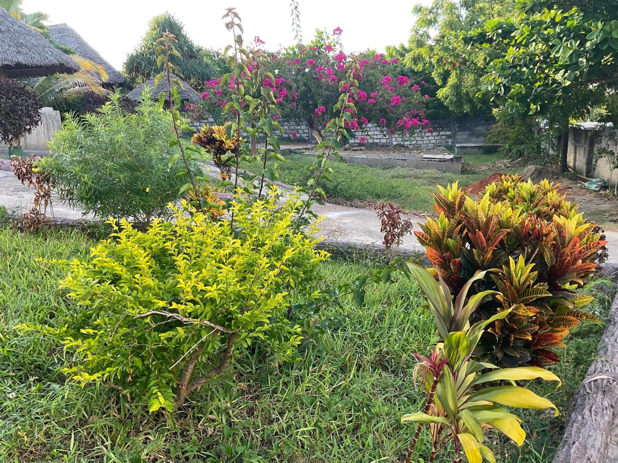 Zanzi Rest Bungalow Nungwi Kültér fotó